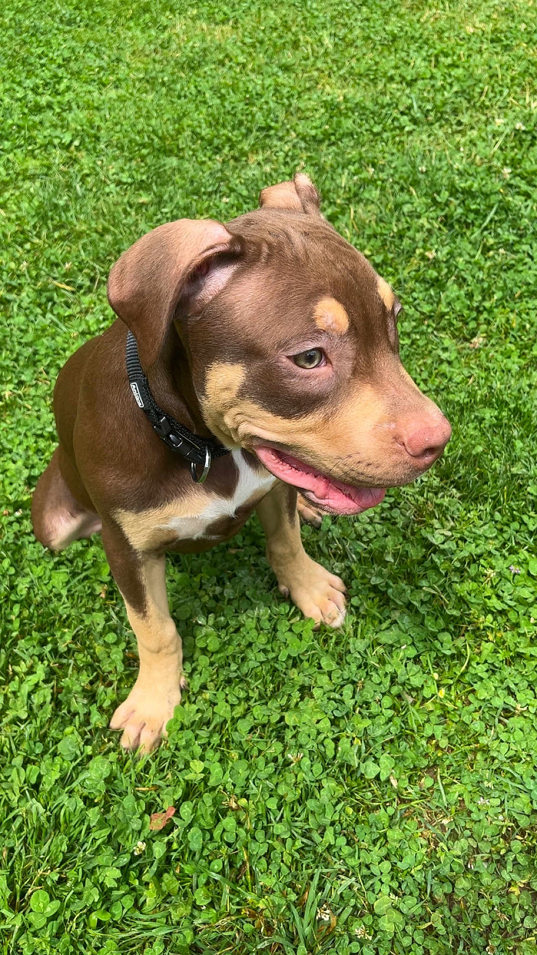 Ice a rejoint le concours — aidez-le/la à gagner de superbes lots ! puppy, dog, brown, tan, collar, grass, green, outdoor, pet, cute, animal, sitting, young, happy, nature, clover, fur, canine, playful, summer