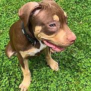 Ice joined the competition — help win amazing prizes! puppy, dog, brown, tan, collar, grass, green, outdoor, pet, cute, animal, sitting, young, happy, nature, clover, fur, canine, playful, summer