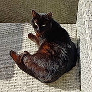 Fripouille a rejoint le concours — aidez-le/la à gagner de superbes lots ! animal, black_cat, cat, closeup, cozy, cute, daylight, domestic_cat, feline, fur, green_eyes, natural_light, outdoor, pet, relaxing, resting, seat, sunlight, texture, woven_chair