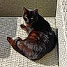 cat, black_cat, outdoor, woven_chair, sunlight, pet, animal, feline, fur, relaxing, resting, green_eyes, daylight, closeup, texture, seat, natural_light, domestic_cat, cute, cozy