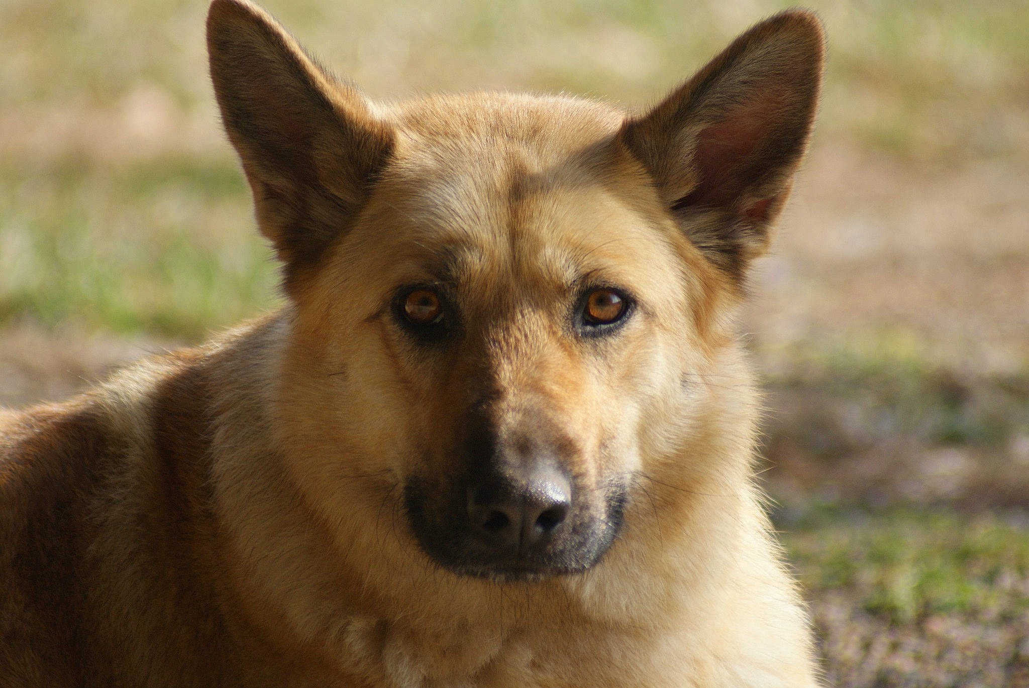 Zeva joined the competition — help win amazing prizes! ancient_dog_breeds, canidae, carnivore, companion_dog, dingo, dog, dog_breed, fur, grass, herding_dog, non_sporting_group, snout, sporting_group, terrestrial_animal, whiskers, wildlife, working_dog