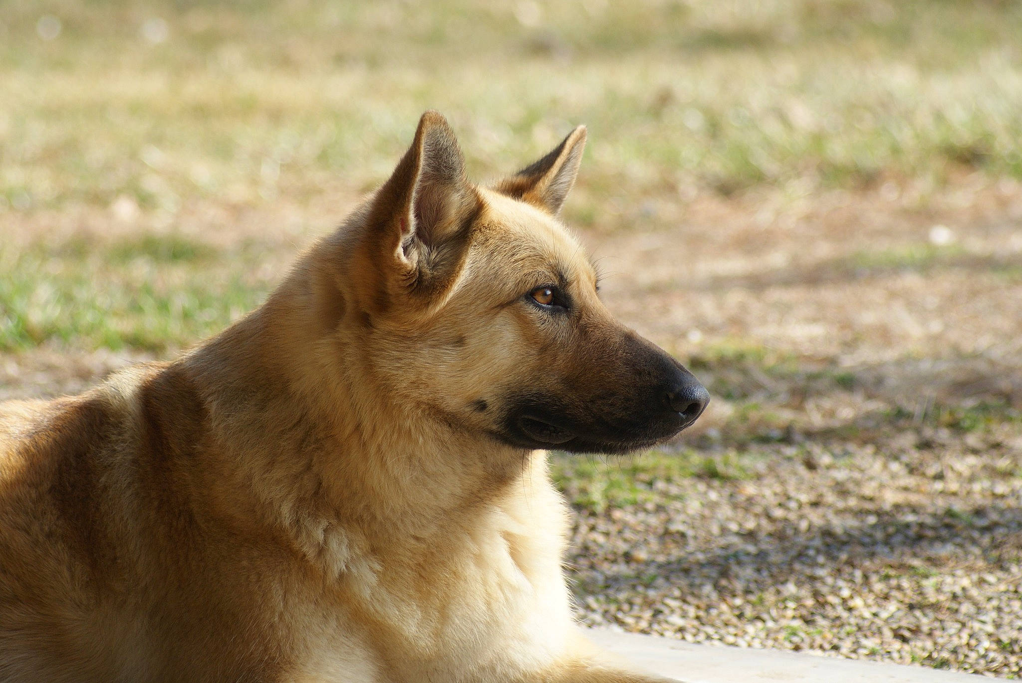 Zeva is registered to the contest to win money with this photo: ancient_dog_breeds, balance, canidae, carnivore, companion_dog, dog, dog_breed, fawn, fur, grass, snout, soil, sporting_group, tail, terrestrial_animal, whiskers, working_animal, working_dog