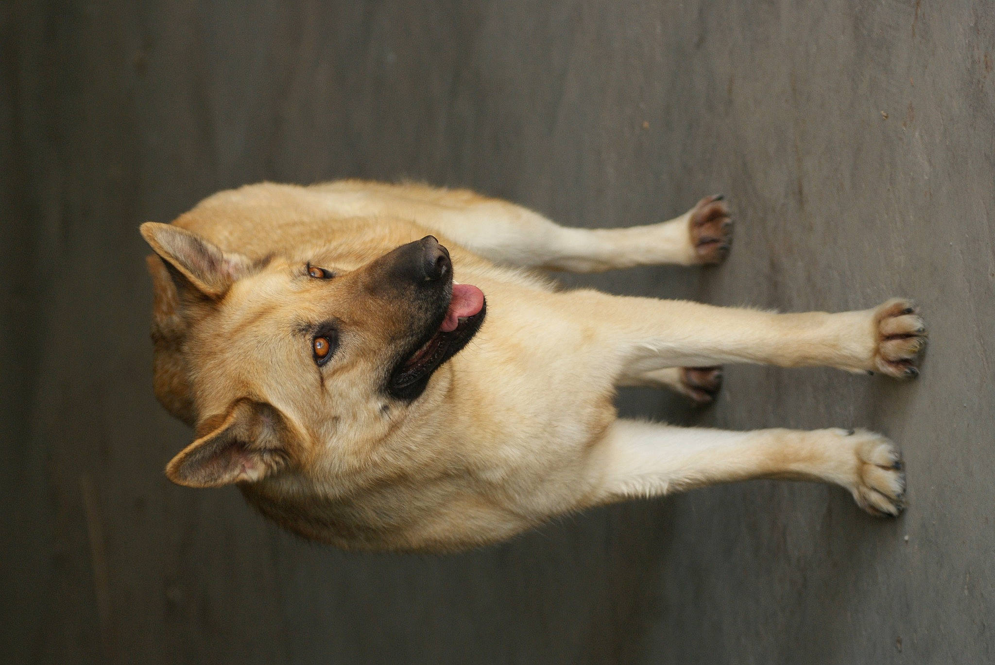 Zeva joined the competition — help win amazing prizes! big_cats, biting, canidae, carnivore, claw, dog, dog_breed, fang, fawn, felidae, fur, jaw, paw, small_to_medium_sized_cats, snout, sporting_group, tail, terrestrial_animal, whiskers, wildlife