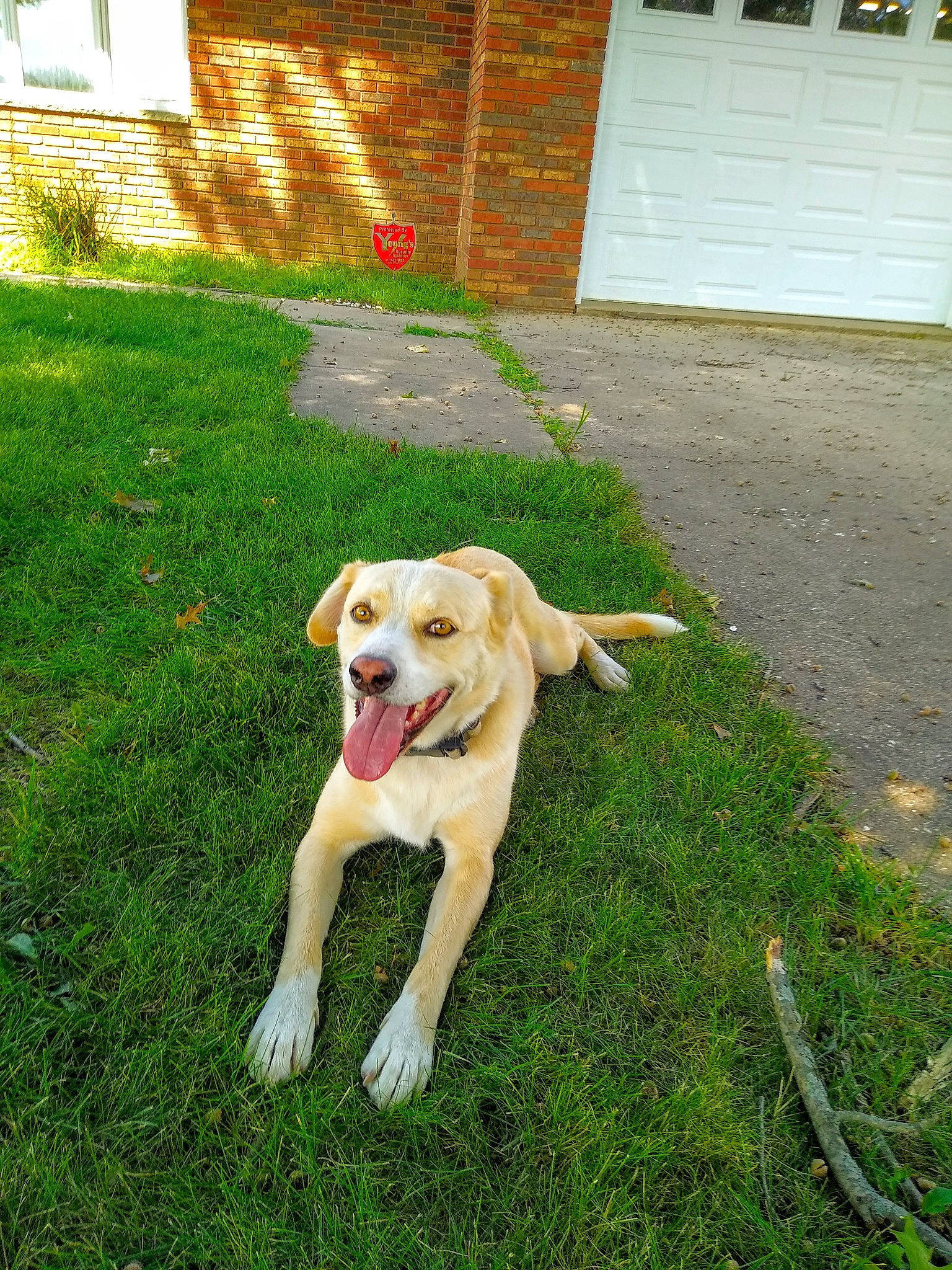 Gunner is registered to the contest to win money with this photo: backyard, brick, canidae, carnivore, collar, companion_dog, dog, dog_breed, dog_collar, door, fawn, home, hunting_dog, lawn, retriever, snout, sporting_group, tail, working_animal, yard