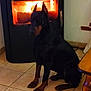 doberman, dog, fireplace, fire, indoors, tile_floor, pet, animal, warm, cozy, ears_up, sitting, home, furniture, wood, brown, black, quiet, calm, mammal