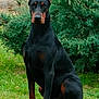 Pétrus a rejoint le concours — aidez-le/la à gagner de superbes lots ! doberman, dog, animal, pet, canine, sitting, grass, greenery, bush, outdoor, nature, alert, portrait, black, brown, ears, snout, fur, watchful, companion