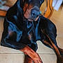 Pétrus participe au concours pour gagner de l'argent avec cette photo : doberman, dog, canine, pet, indoor, tile_floor, crossed_paws, black_coat, brown_coat, resting, animal, mammal, ears_up, alert, house, furniture, closeup, portrait, domestic, companion