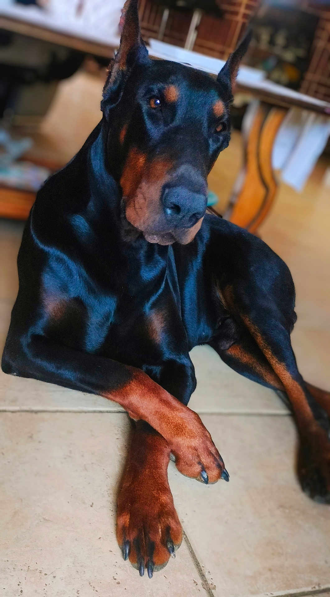 Pétrus participe au concours pour gagner de l'argent avec cette photo : doberman, dog, canine, pet, indoor, tile_floor, crossed_paws, black_coat, brown_coat, resting, animal, mammal, ears_up, alert, house, furniture, closeup, portrait, domestic, companion