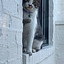 animal, architecture, black_window_frame, cat, collar, curious, ears, feline, gray, ledges, outdoor, paws, pet, portrait, sitting, star_pendant, whiskers, white, white_brick_wall, window