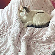 Oly a rejoint le concours — aidez-le/la à gagner de superbes lots ! animal, bed, blanket, cat, comfort, cozy, cute, domestic, feline, fur, indoor, lamp, pet, pink, polka_dot, relaxed, resting, tail, white, wooden_wall