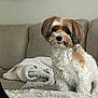 Leo joined the competition — help win amazing prizes! dog, small_dog, fluffy, brown_and_white, tongue_out, couch, blanket, indoor, pet, cute, fur, companion, relaxed, home, cozy, animal, sitting, domestic_animal, friendly, living_room