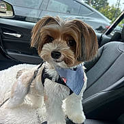 Leo joined the competition — help win amazing prizes! dog, pet, car_interior, bandana, fluffy, cute, animal, leash, seat, window, vehicle, companion, small_dog, fur, sitting, curious, indoors, transportation, black, white