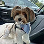 dog, pet, car_interior, bandana, fluffy, cute, animal, leash, seat, window, vehicle, companion, small_dog, fur, sitting, curious, indoors, transportation, black, white