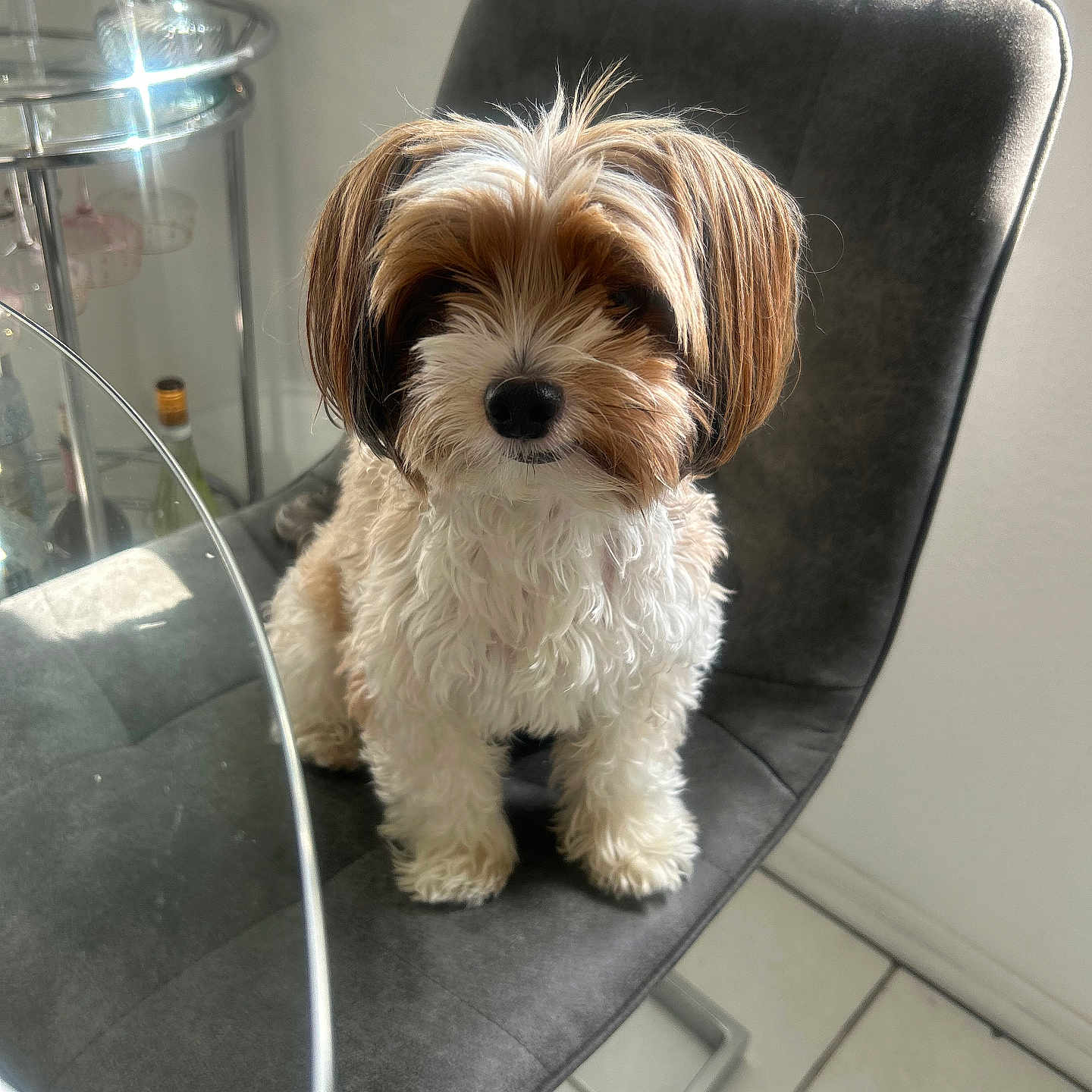 Leo is registered to the contest to win money with this photo: animal, brown_and_white, calm, chair, companion, curly_fur, cute, dog, domestic, floor_tile, furniture, glass_table, household, indoor, looking, modern, pet, sitting, small_dog, window_light
