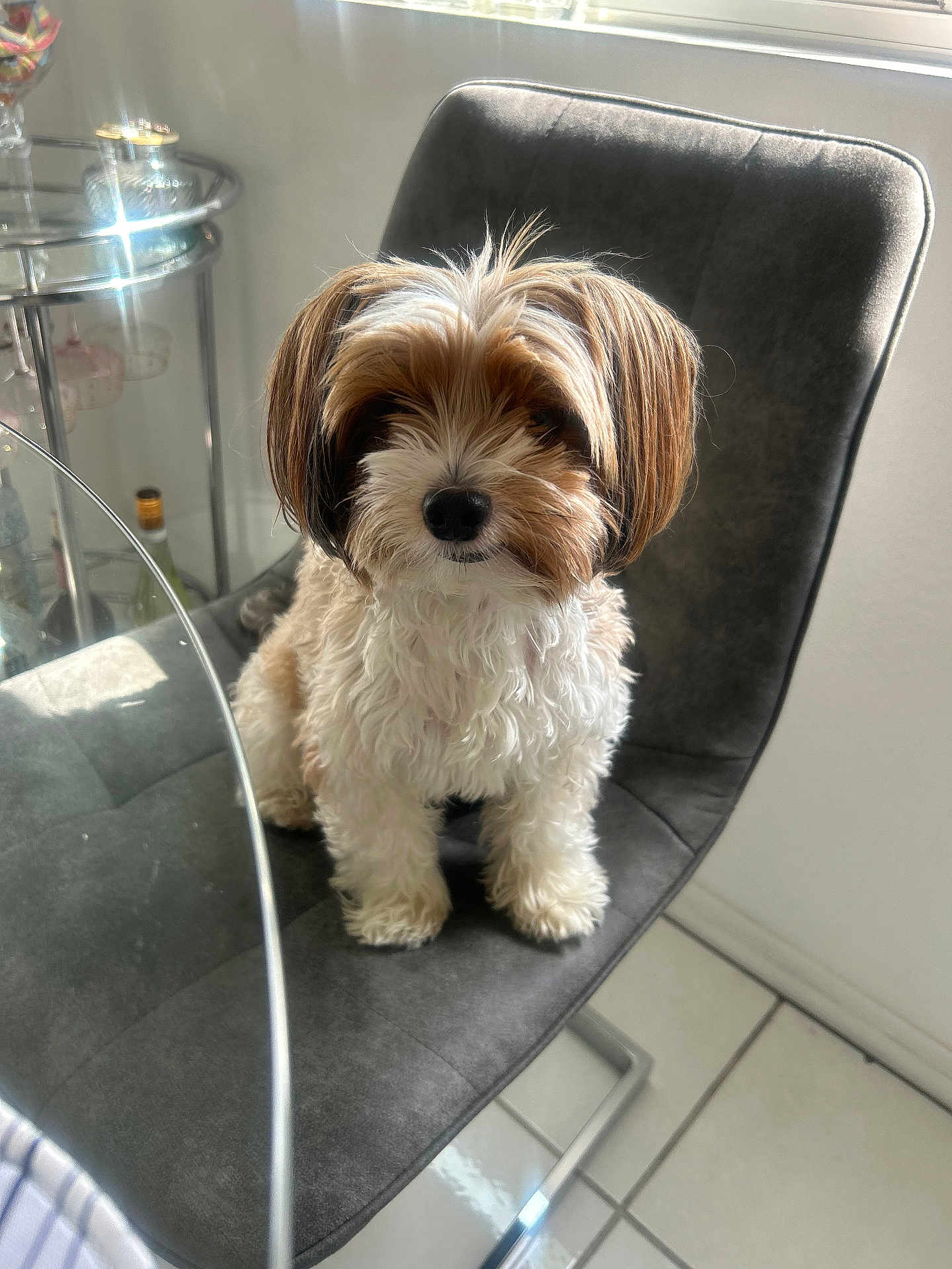 Leo is registered to the contest to win money with this photo: dog, pet, indoor, chair, glass_table, window_light, curly_fur, brown_and_white, small_dog, floor_tile, furniture, modern, cute, sitting, looking, domestic, companion, household, animal, calm