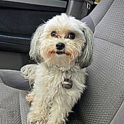 Kyra is registered to the contest to win money with this photo: dog, small_dog, white_fur, fluffy, bell, collar, car_interior, passenger_seat, upholstery, window, raindrops, paws, nose, whiskers, looking_up, cute, portrait, travel, pet, companion