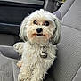 dog, small_dog, white_fur, fluffy, bell, collar, car_interior, passenger_seat, upholstery, window, raindrops, paws, nose, whiskers, looking_up, cute, portrait, travel, pet, companion