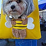 Kyra is registered to the contest to win money with this photo: dog, small_dog, pet, dog_face, fur, yellow_bag, bee_costume, tote_bag, bell, plush_detail, jeans, person, hand, outdoor, market, canopy, stroller, pavement, close_up, portrait