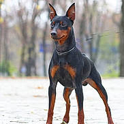 Zoe joined the competition — help win amazing prizes! alert, animal, autumn, background_blur, black_and_tan, canine, collar, doberman, dog, ears, four_legs, fur, nature, outdoor, park, paved_path, pet, portrait, standing, trees