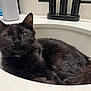 cat, black_cat, sink, bathroom, fur, pet, animal, domestic_cat, relaxed, curled_up, whiskers, ears, eyes, collar, countertop, tap, bathroom_sink, household, indoor, cute
