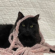 Malachi is registered to the contest to win money with this photo: animal, black_cat, cat, cozy, curious, cute, domestic, ears, feline, fur, indoor, knitted, pet, pink, playful, quilted, resting, whiskers, white_background, yarn