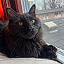cat, black_cat, pet, indoor, windowsill, window_screen, yellow_eyes, fluffy_fur, closeup, animal, feline, domestic_cat, resting, looking_outside, natural_light, fur_texture, whiskers, ears, nose, paws