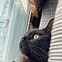 cat, black_cat, window, golden_eyes, whiskers, feline, pet, indoor, cushion, soft_light, close_up, curious, cozy, portrait, animal, domestic_cat, fur, side_view, resting, relaxed