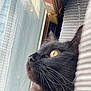 Malachi joined the competition — help win amazing prizes! cat, black_cat, yellow_eyes, close_up, profile, whiskers, window, indoor, cushion, fur, pet, domestic_animal, looking_out, cozy, relaxed, animal, portrait, face, curious, soft_light
