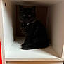 cat, black_cat, sitting, indoor, furniture, shelf, pet, animal, curious, furry, cubical, dark, eyes, collar, whiskers, cute, small, cozy, home, shadow