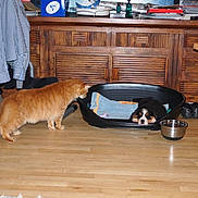 Chat-Bal a rejoint le concours — aidez-le/la à gagner de superbes lots ! cat, dog, puppy, orange_cat, sleeping_puppy, pet_bed, blanket, wooden_floor, cabinet, bowl, indoor, shoes, curious, furniture, household, pet, tray_bed, flooring, room, playful