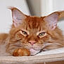 Chat-Bal participe au concours pour gagner de l'argent avec cette photo : cat, ginger_cat, feline, pet, close_up, portrait, whiskers, paw, green_eyes, ears, fur, fluffy, relaxed, sleepy, nose, bedding, indoor, whisker_pad, muzzle, domestic_cat