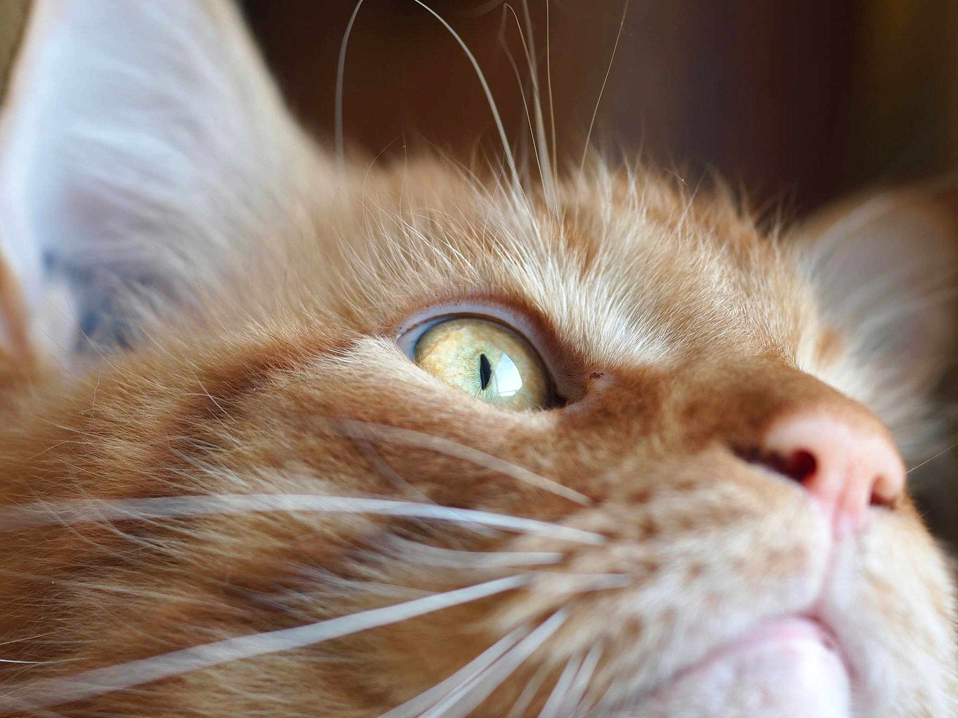 Chat-Bal participe au concours pour gagner de l'argent avec cette photo : cat, ginger_cat, orange_tabby, feline, close_up, macro_photography, whiskers, eye, nose, fur, muzzle, ear, pet, domestic_cat, portrait, looking_up, curiosity, soft_fur, sharp_detail, reflective_eye