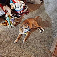 Kevin is registered to the contest to win money with this photo: dog, carpet, indoor, dolls, stuffed_toys, toy_collection, brown_dog, relaxed, floor, household, pet, animal, plush, vintage_dolls, wooden_furniture, bag, shadow, collar, tag, resting