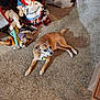 dog, carpet, indoor, dolls, stuffed_toys, toy_collection, brown_dog, relaxed, floor, household, pet, animal, plush, vintage_dolls, wooden_furniture, bag, shadow, collar, tag, resting