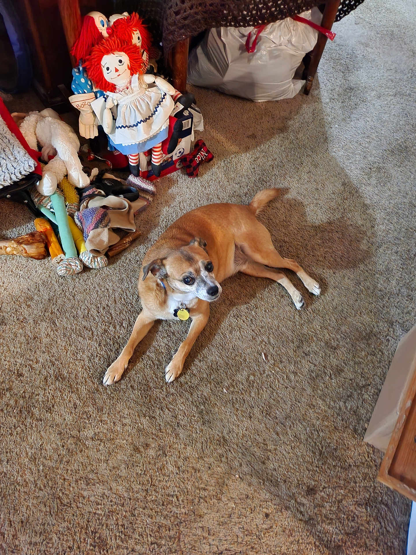 Kevin is registered to the contest to win money with this photo: dog, carpet, indoor, dolls, stuffed_toys, toy_collection, brown_dog, relaxed, floor, household, pet, animal, plush, vintage_dolls, wooden_furniture, bag, shadow, collar, tag, resting