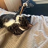 Freddie joined the competition — help win amazing prizes! cat, tabby, paw, bed, bedspread, indoor, pet, feline, stretching, whiskers, playful, striped, cozy, domestic, animal, relaxed, fur, green_eyes, home, resting