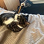 cat, tabby, paw, bed, bedspread, indoor, pet, feline, stretching, whiskers, playful, striped, cozy, domestic, animal, relaxed, fur, green_eyes, home, resting