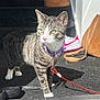 Freddie is registered to the contest to win money with this photo: cat, tabby_cat, indoor, carpet, collar, leash, shoe, sneaker, slipper, handbag, sunlight, pet, animal, feline, curious, green_eyes, striped, paw, domestic_cat, standing