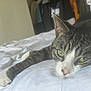 Freddie joined the competition — help win amazing prizes! cat, tabby, green_eyes, white_bedspread, paw, stretching, indoor, bedroom, relaxed, sleepy, fur, whiskers, close_up, animal, pet, cute, cozy, resting, soft_light, home