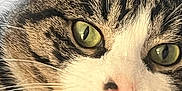 Freddie joined the competition — help win amazing prizes! cat, tabby, close_up, licking, tongue, fang, green_eyes, whiskers, fur, pet, animal, cute, resting, blanket, indoor, portrait, feline, soft_texture, relaxed, expression