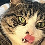 cat, tabby, close_up, licking, tongue, fang, green_eyes, whiskers, fur, pet, animal, cute, resting, blanket, indoor, portrait, feline, soft_texture, relaxed, expression