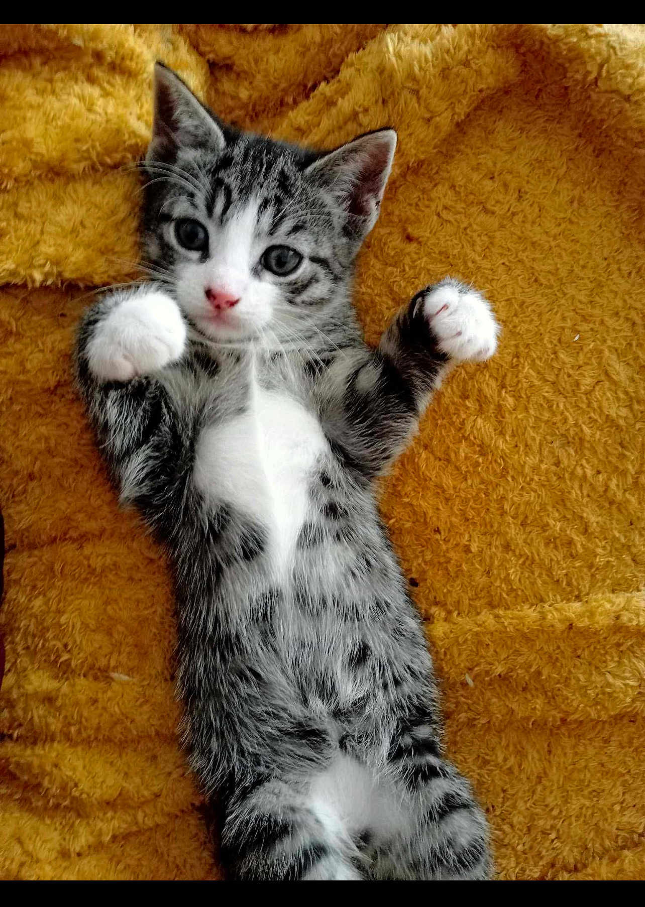 Freddie
