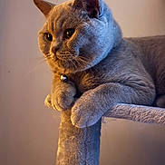 Atosa is registered to the contest to win money with this photo: cat, grey_cat, pet, feline, indoor, cat_tree, paws, close_up, portrait, animal, whiskers, fur, relaxed, cute, domestic_cat, bell_collar, focused, sitting, cozy, house_pet