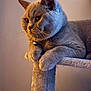 cat, grey_cat, pet, feline, indoor, cat_tree, paws, close_up, portrait, animal, whiskers, fur, relaxed, cute, domestic_cat, bell_collar, focused, sitting, cozy, house_pet