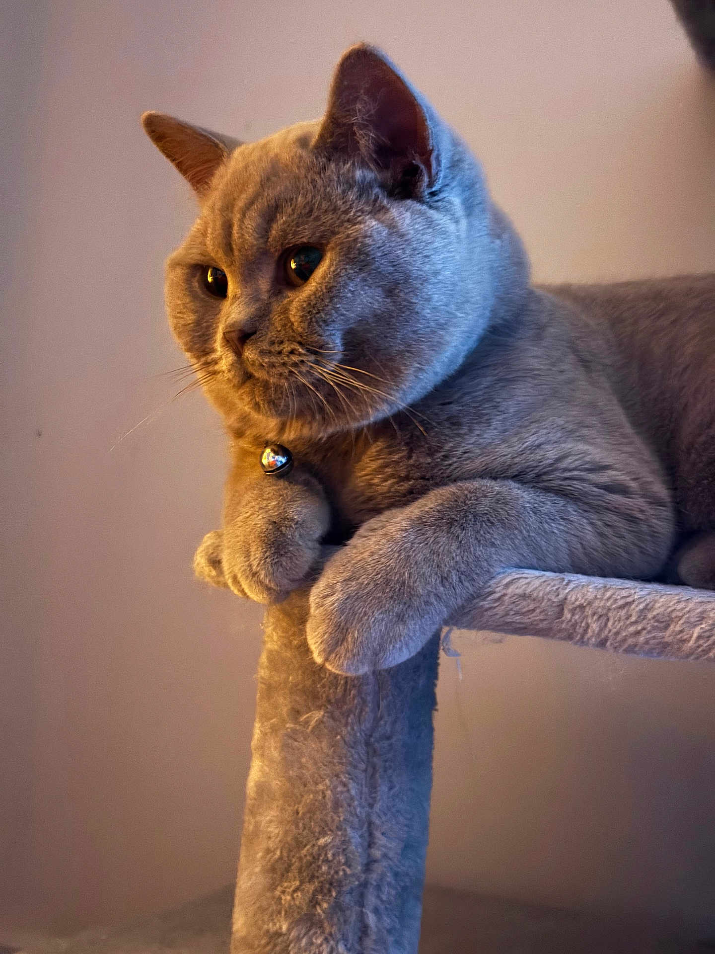 Atosa is registered to the contest to win money with this photo: cat, grey_cat, pet, feline, indoor, cat_tree, paws, close_up, portrait, animal, whiskers, fur, relaxed, cute, domestic_cat, bell_collar, focused, sitting, cozy, house_pet