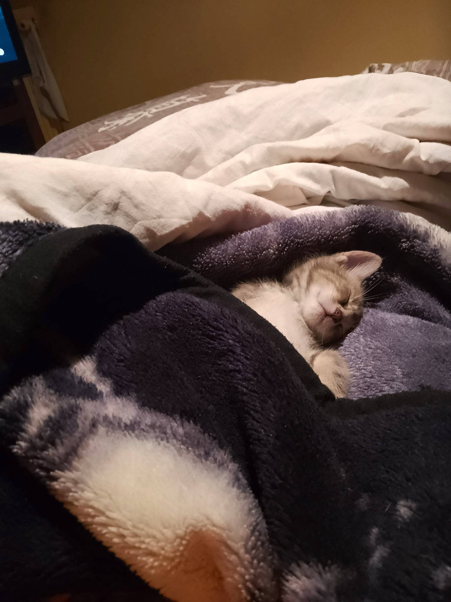 Caramelle participe au concours pour gagner de l'argent avec cette photo : canidae, carnivore, cat, comfort, companion_dog, dog_breed, duvet, fawn, felidae, fur, linens, nap, paw, small_to_medium_sized_cats, snout, sporting_group, tail, tints_and_shades, whiskers, wood