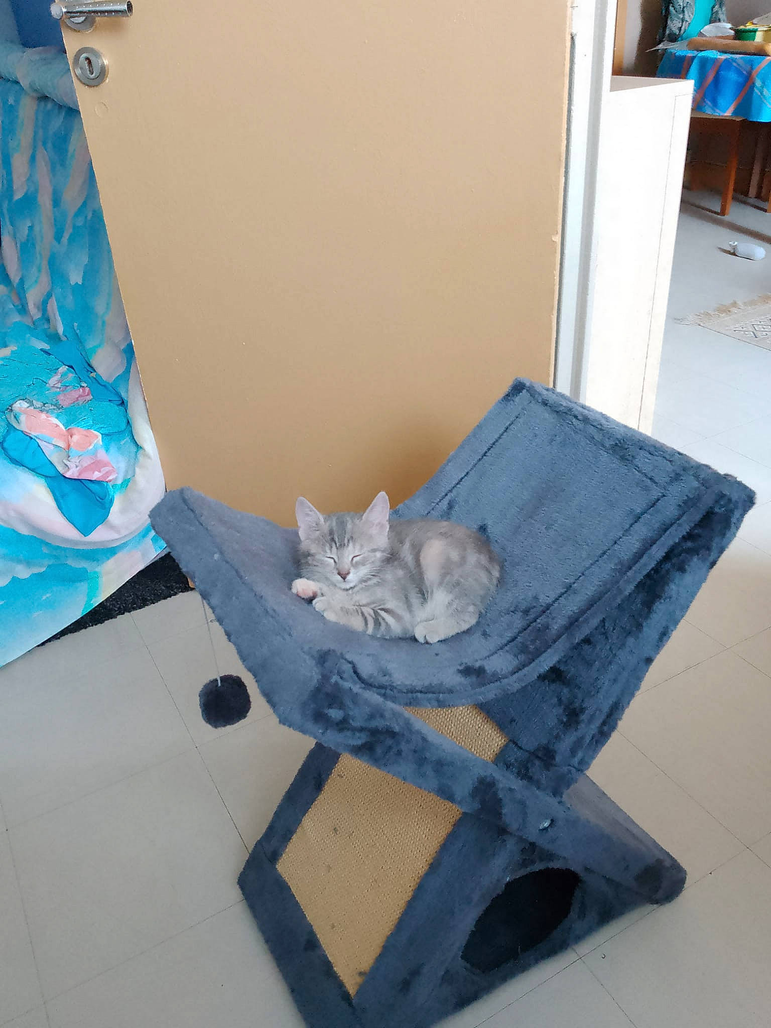 Caramelle a rejoint le concours — aidez-le/la à gagner de superbes lots ! armrest, baby_products, blue, cat, comfort, electric_blue, fashion_accessory, felidae, floor, flooring, household_supply, infant_bed, linens, paper_product, plastic, room, shelf, small_to_medium_sized_cats, wheel, wood