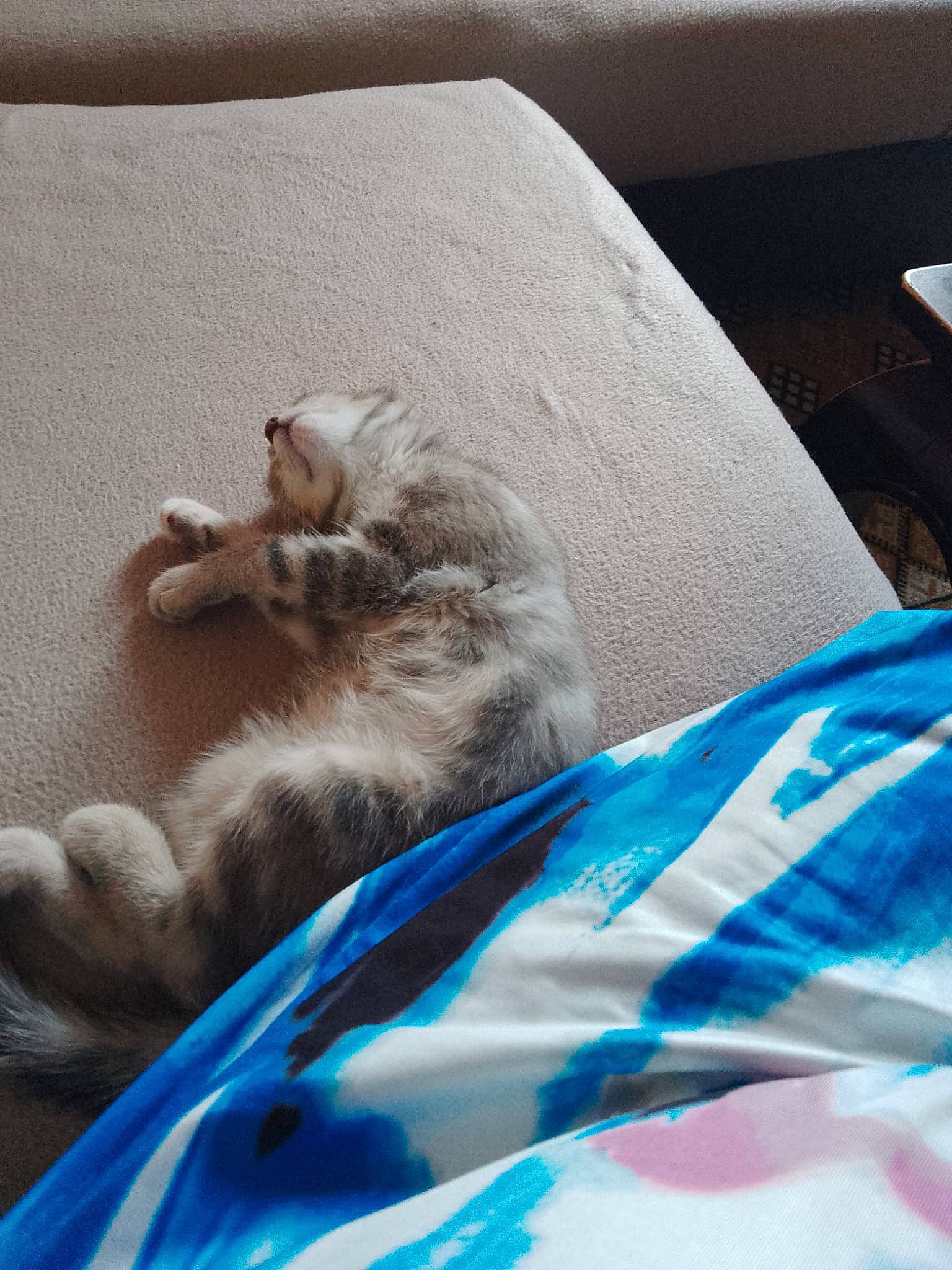 Caramelle participe au concours pour gagner de l'argent avec cette photo : bed_sheet, bedding, carnivore, cat, claw, comfort, couch, domestic_short_haired_cat, electric_blue, felidae, foot, fur, grey, human_leg, linens, paw, room, small_to_medium_sized_cats, tail, whiskers