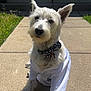 Zero joined the competition — help win amazing prizes! dog, white_dog, bow_tie, shirt, pet_clothing, outdoor, sunlight, sidewalk, grass, cute, fluffy, small_dog, portrait, sitting, animal, pet, summer, daytime, canine, fashion