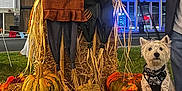 Zero joined the competition — help win amazing prizes! dog, white_dog, harness, hay_bale, pumpkin, autumn_leaves, scarecrow, night, outdoor, fall, decoration, grass, person_hand, street, building, festive, orange, yellow, black, cute